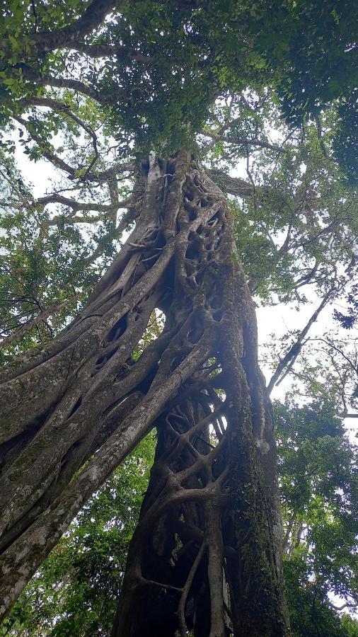 Finca Pantera Otel Monteverde Dış mekan fotoğraf